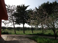 /album/galleria-foto-homepage/mandorlo-in-fiore-a-casa-jpg/